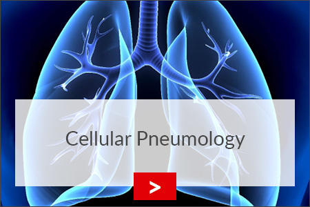 fz borstel zellulaere pneumologie