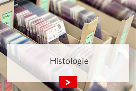 fz borstel histologie