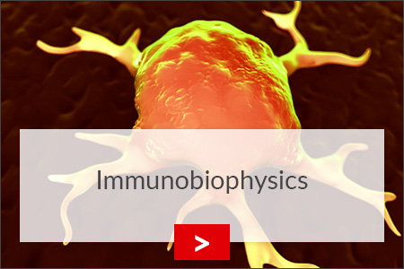 fz borstel immunbiophysik