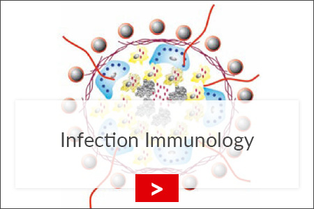 fz borstel infektionsimmunologie