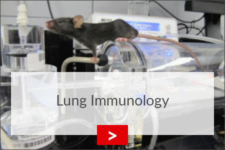 fz borstel lungen immunologie