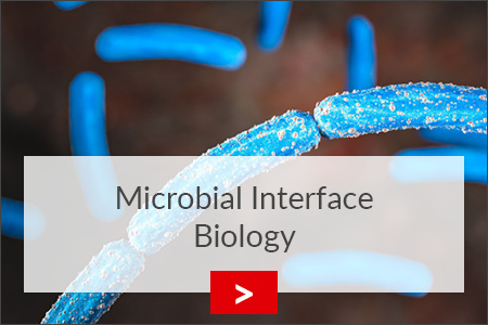 fz borstel mikrobielle grenzflaechenbiologie