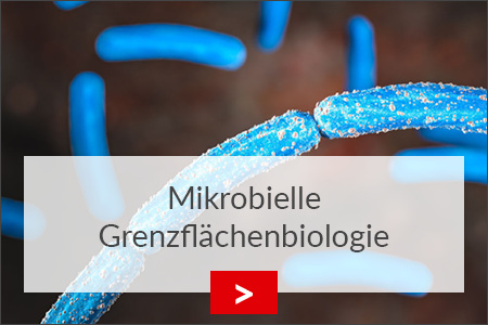 fz borstel mikrobielle grenzflaechenbiologie